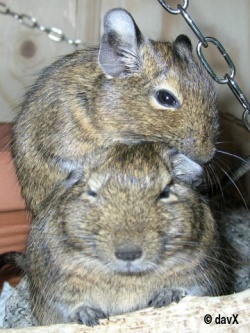 Zwei Degus