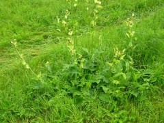 Kohl-Kratzdistel