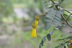 (Sophora macrocarpa)