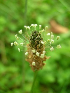 Spitzwegerich Blüte