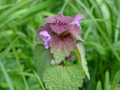 Purpurrote Taubnessel