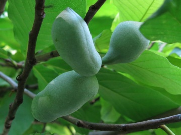  (Asimina triloba)