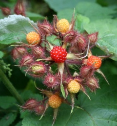 Japanische Weinbeere, Früchte