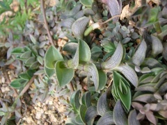 Schiffchentradeskantie (Callisia navicularis)