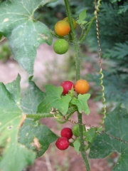 Rote Zaunrübe (B. diocia)