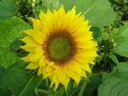  (Helianthus annuus)