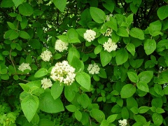 Wolliger Schneeball (Viburnum lantana L.)