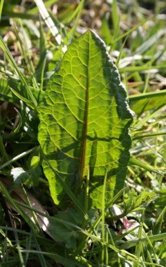 Sauerampfer Blatt