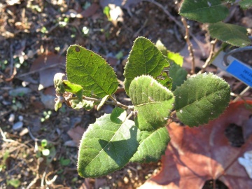 Proustia pyrifolia