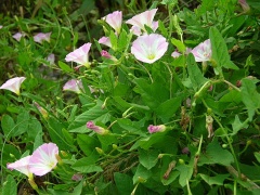 (Convolvulus arvensis)