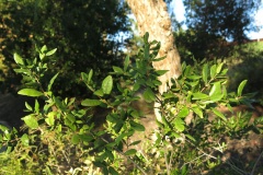 Pitra (Myrceugenia exsucca)