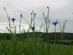  (Centaurea cyanus L.)