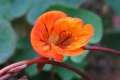 (Tropaeolum tuberosum Ruiz et Pav.)