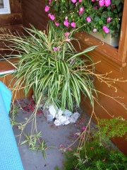 Grünlilie Chlorophytum comosum L.