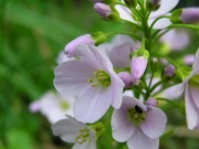  (Cardamine pratensis L.)