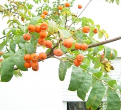 Früchte der Eberesche