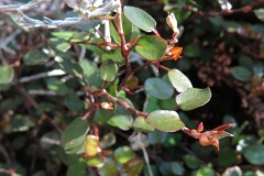 Kiwi-Knöterich (Muehlenbeckia complexa)