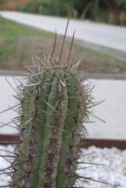 Echinopsis chiloensis