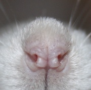 Die Nase der Ratte