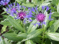 blühende Berg-Flockenblume