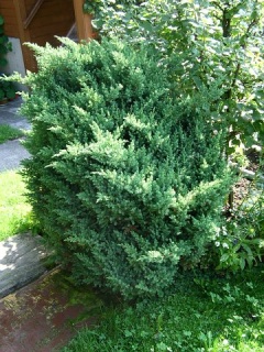 (Juniperus communis)
