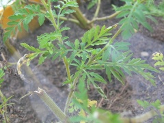 Ambrosie, Blatt