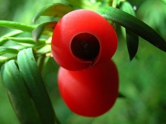 Eibe Scheinfrucht