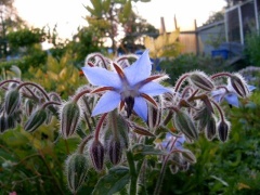 Boretsch Blüte