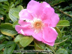 Heckenrose
