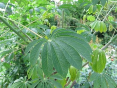Maniok-Blatt